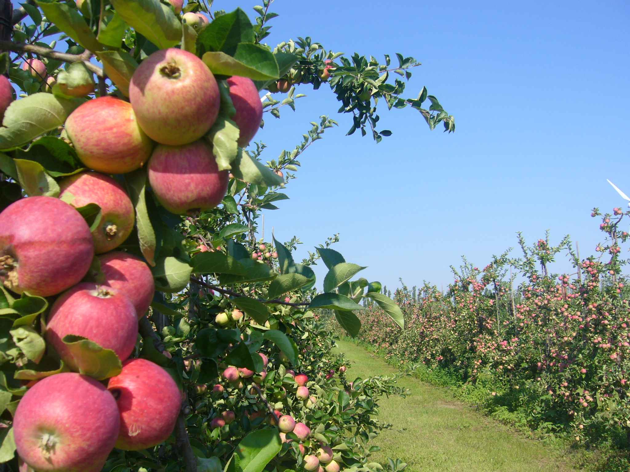 Apfelplantage in Markendorf