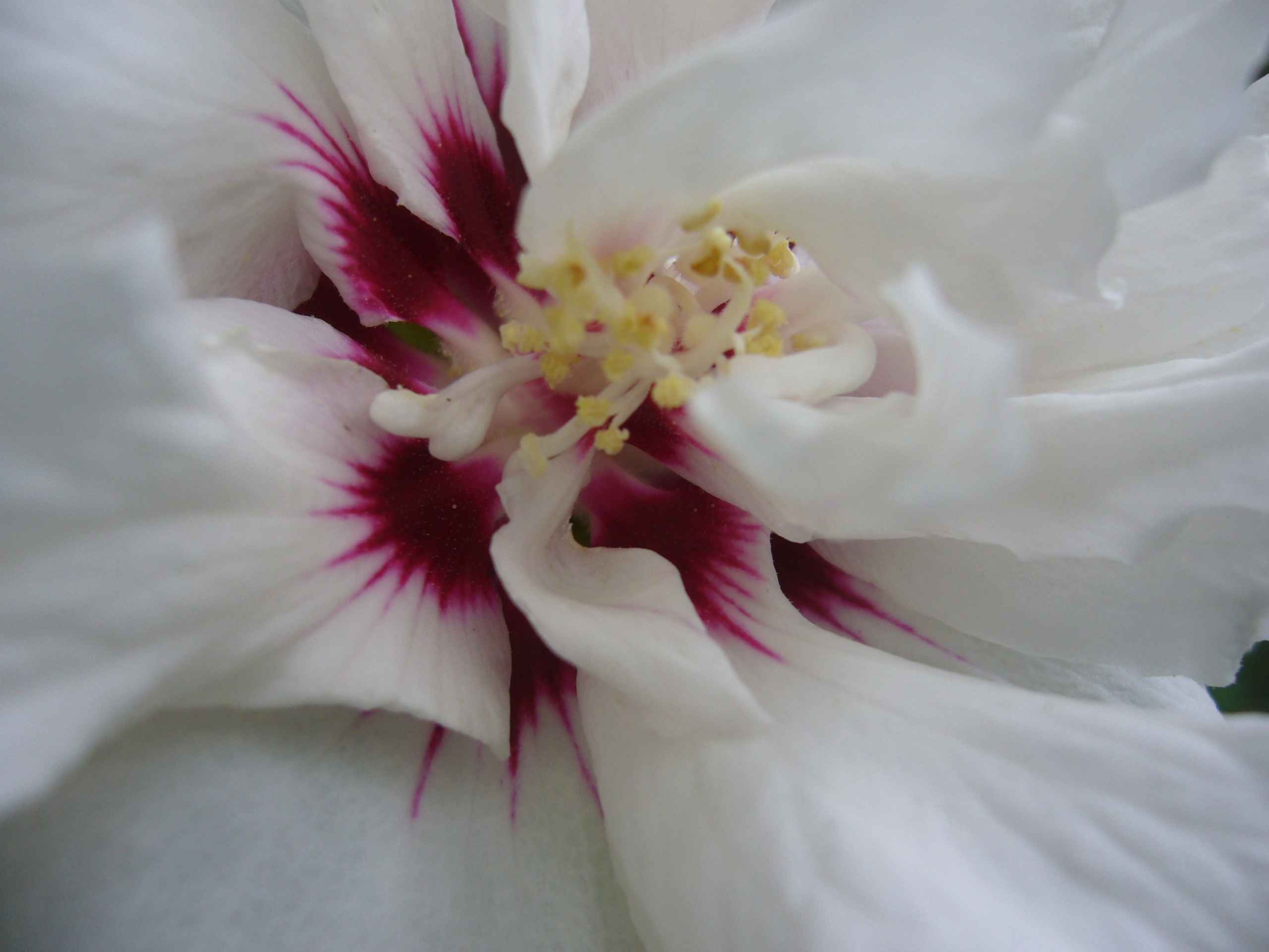 weiße Hibiskusblüte